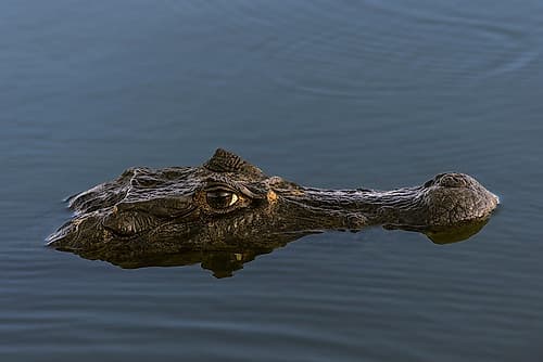 Caiman, Pantanal, Brazil. Animals Print